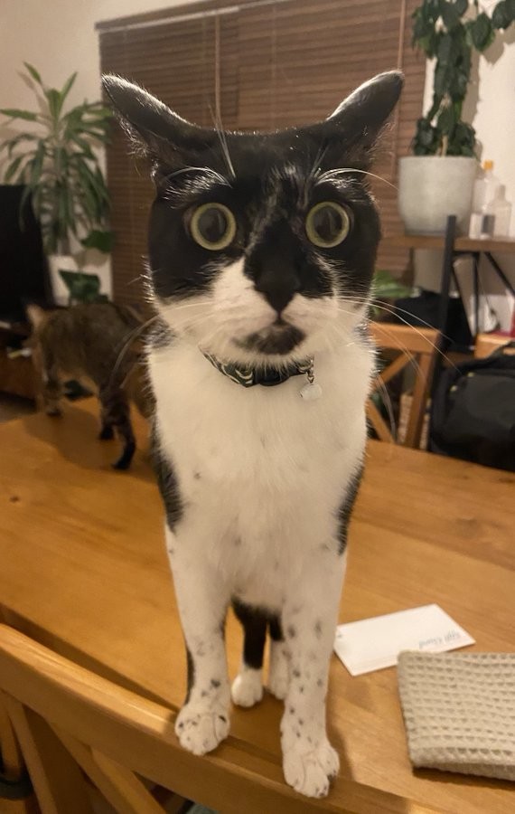 凄まじい雷の音に驚く猫さんの写真が話題に!