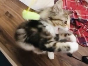 【必死】猫じゃらしを百発百中で空振りする子猫に悶絶するツイ民続出!!「どんくさ可愛い!」「何回見ても爆笑」の声