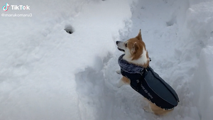 【尊い】雪の日に舞い上がったコーギーが可愛すぎる件「何回でも見れる」「くっそ可愛い」とTikTokで話題に