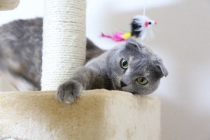 スコティッシュフォールドとは? 特徴や性格、注意すべき病気を解説