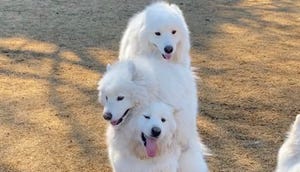 【モフべロス】サモエドの上にサモエド…最高なトーテムポールが話題に - 「白い三連犬」「三頭狼」「ChooChooTRAINかと」リプライは大喜利状態