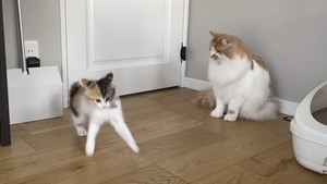 【ほっこり】元気いっぱいの子猫を見つめる先輩猫 - 対照的な2匹の姿に、「とてつもなく可愛ぇ…」「おじいちゃんwwwwww」「若いなぁ~~~」とツイッターで話題に