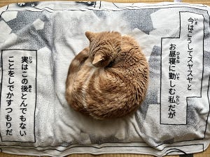 【嵐の前の静けさ】起きたら絶対に何かしでかす猫の寝姿が大反響!!「反抗予告w」「心の声がただもれですね(笑)」