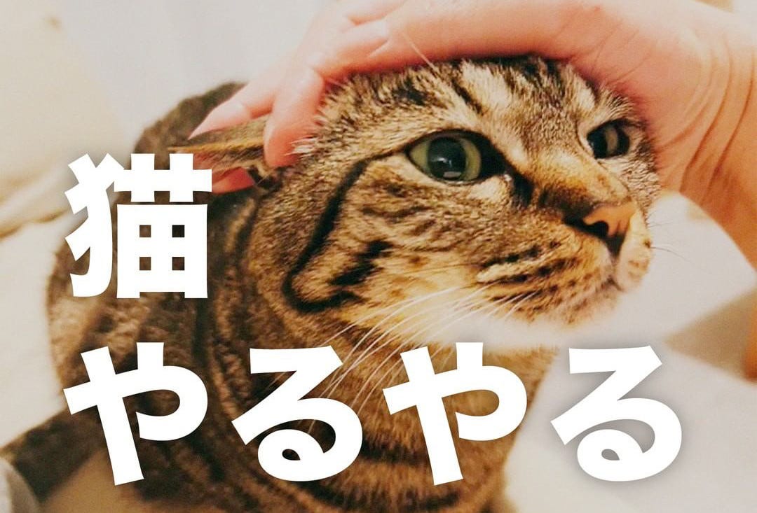 ついつい 猫飼いやりがち 猫やるやる 8選に共感多数 耳隠してドラえもん トイレのドアの隙間で遊ぶ マピオンニュース