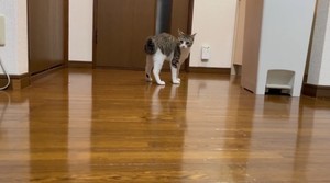 【やんのかステップ】斜め方向からカメラに近づいてきた猫。次の瞬間、強烈な猫パンチ炸裂!「めっちゃオコやんwww」「最高に可愛い」「生でみたい笑」の声