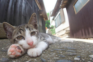 猫をかわいらしく撮影するコツは？　SNSで人気の写真家2名に聞く