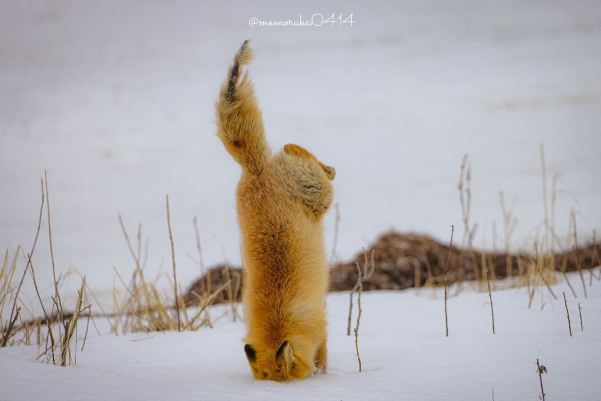 キツネが刺さってる…!? 】野生のキタキツネの決定的瞬間を捉えた写真が