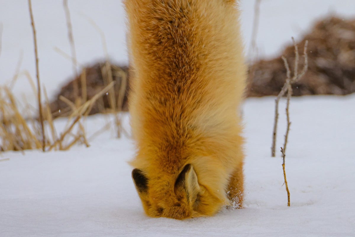 キツネが刺さってる…!? 】野生のキタキツネの決定的瞬間を捉えた写真が