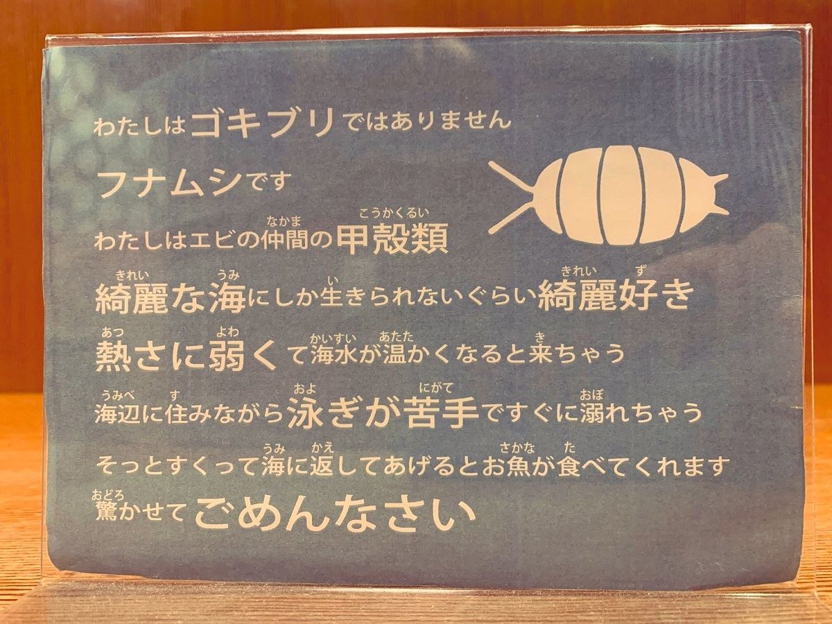 切ない G に間違われやすい フナムシ の生態に驚きの声 え フナムシって 誤解しててごめん 何から何まで切ない マイナビニュース