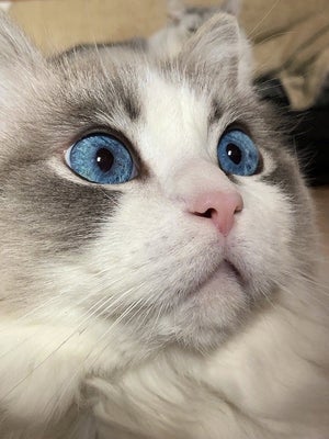【ニャンと⁉】宝石のような青い目のラグドールに「なんて綺麗なブルー」「一目惚れしそう…」の声 – そして奥には……?