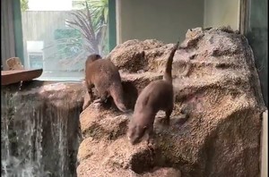 【貴重】氷を耳に挟んで持ち運ぶコツメカワウソの姿が可愛い! 飼育員さんに聞いた、知られざる魅力とは