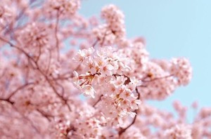 今年のお花見は「する派」が38%。コロナ禍でのお花見に関するアンケート調査を発表