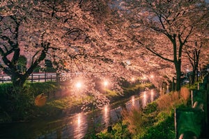 小江戸川越の美しい桜と静かな夜を堪能。夜桜スポットを人力車で巡るお泊りデートはいかが？