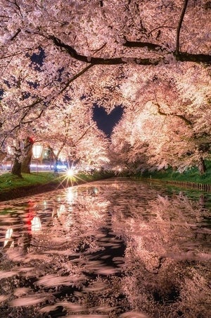 撮影者の記憶に残る「今までで1番忘れられない桜」にTwitter騒然! ハートとコラボした桜の光景に「恋が叶いそう」「ロマンチックやねぇ〜」と40万いいね集まる!