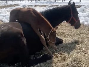 【フリーダム】母馬に乗ったまま眠ってしまった仔馬「そこで寝るのは草」「可愛すぎるっ」の声が続々