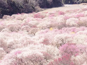 【天国かな】淡いピンクの花で敷き詰められた三重の公園が話題に!「まさに桃源郷」「ふわふわの絨毯みたい」の声