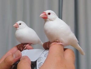 【えっ⁉】ゲーム中の指に乗っかってくる2羽の白文鳥 - その姿に「何このアクセサリーww」「乗り方がオサレ」「羨ましい程に可愛いw」の声