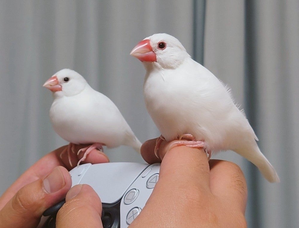 えっ ゲーム中の指に乗っかってくる2羽の白文鳥 その姿に 何このアクセサリーww 乗り方がオサレ 羨ましい程に可愛いw の声 マピオンニュース