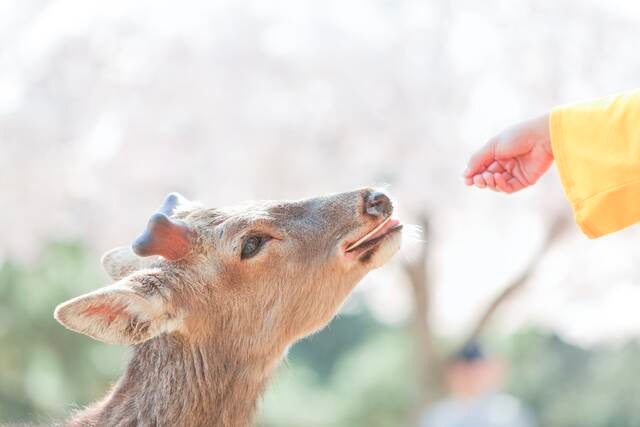 奈良のシカ が可愛すぎる カメラ大好き岩原大起アナが撮り続けて マイナビニュース