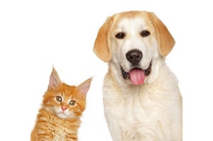 犬と猫、どちらを飼っている人の方が多い? - 4000人調査