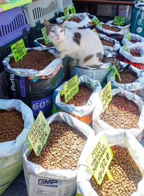 異文化 トルコのキャットフード屋さんで見た驚きの光景とは 招き猫かな ブュッフェスタイル笑 まさに泥棒猫 と話題に マイナビニュース