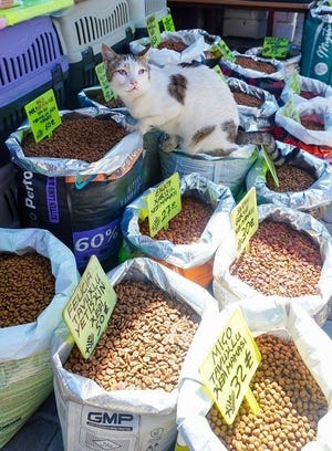【異文化】トルコのキャットフード屋さんで見た驚きの光景とは!? 「招き猫かな? 」「ブュッフェスタイル笑」「まさに泥棒猫」と話題に