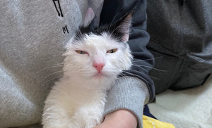【この顔見て】ご機嫌?不機嫌?「洗われねこ」が話題に! その後機嫌は直ったの? - 「不満と諦念のあいだ?」「疲れ切ってる」