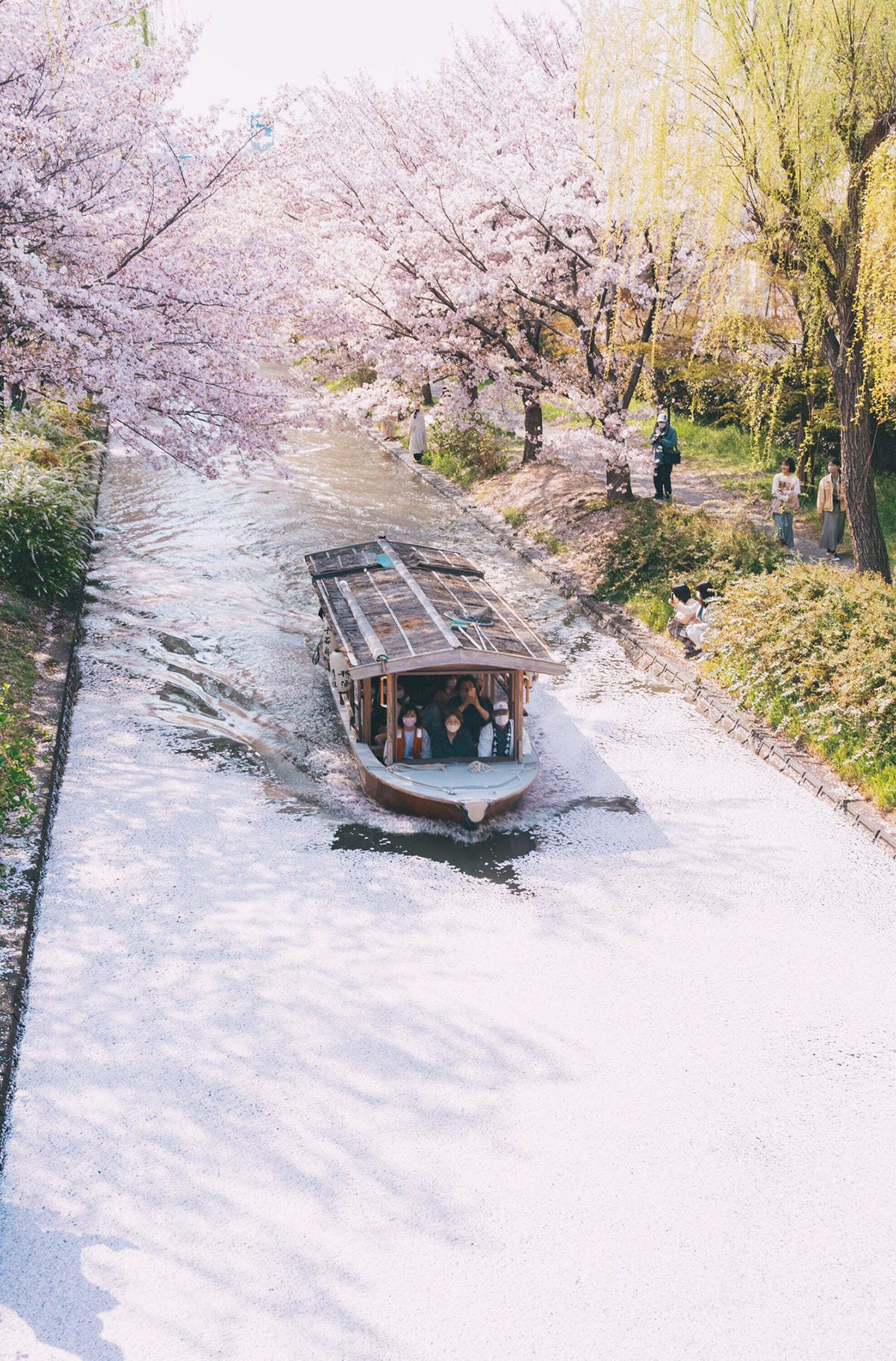 花筏 京都伏見 桜の絨毯をゆく船の写真に28万いいね この季節の最高の1枚 ここまでの花筏は初めて見ました マイナビニュース