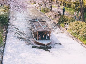 【花筏】京都伏見、桜の絨毯をゆく船の写真に28万いいね - 「この季節の最高の1枚」「ここまでの花筏は初めて見ました」