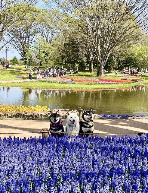 花園で突如始まった撮影会、柴犬たちの顔に注目