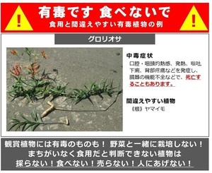 【食べるな危険!】ヤマイモそっくりな「グロリオサの球根」に要注意 – 死亡事案も