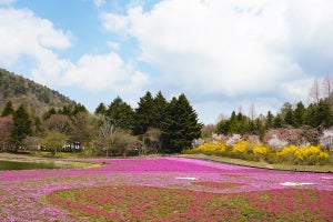 【東京から車で約2時間】カップル・家族で行く! はしゃいで癒される「春の富士山めぐり旅」