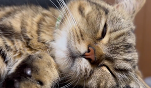 【ムニャムニャ】幸せになれる猫の動画に熱視線!「何か食べてるのかにゃ?」「永久に飽きない動画」