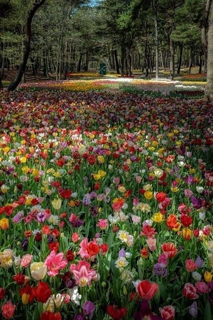 【圧巻!】どこまでも続くお花畑。色とりどりの光景に「美しい!」「妖精が住んでそう」「ここは楽園かっ!?」と感動の嵐