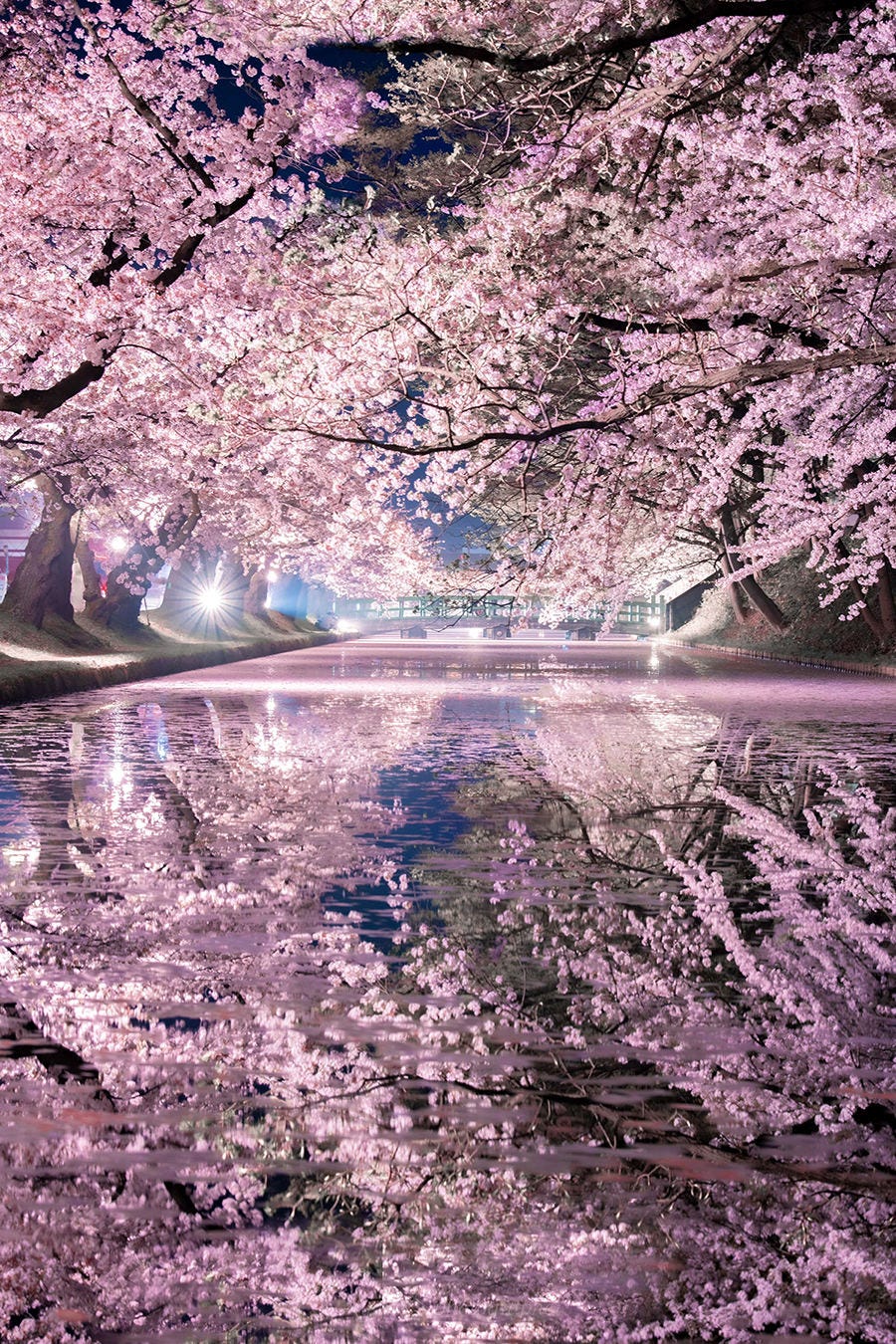 神秘的 弘前城の桜をとらえた一枚が 訳わからんくらい美しい なんじゃこりゃー 綺麗すぎる なんだこれ と大反響 マイナビニュース