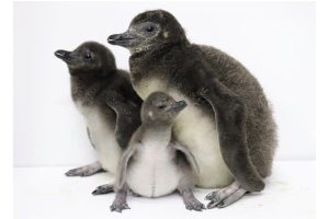 すみだ水族館の赤ちゃんペンギンが3羽に! 「だいふく」に続き2羽が誕生