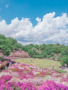 【絶景】満開のツツジに覆われた楽園。空と雲と緑とツツジの共演に、「とっても綺麗です!」「ツツジのパッチワークって感じ」「まるで絵画」と大絶賛!