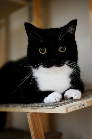 【奇跡!?】これぞ、猫の中の猫⁉ 絵に描いたような口元に「ヤバイですね」「とにかく可愛い」「ちゅうしたい」とTwitter民メロメロ