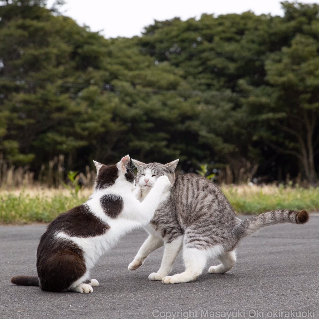 何するにゃ 頬っぺをむにっ 猫の可愛すぎる瞬間とらえた一枚に ひゃ か 可愛いぃぃ 好きこれwwww と3万いいね集まる 大アフレコ大会も マピオンニュース