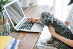 リモート会議で愛犬紹介、データ消去など……在宅勤務における愛犬のエピソード