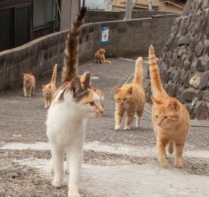 【ピーン!】しっぽを立てろ〜!! ぞろぞろと歩く猫の姿に「わ!な、何と…!」「自警団みたい」「かっけぇ」と大反響! - 猫たちの視線の先には!?