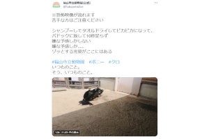 シャンプー後の馬。その後まさかの行動に、ネット「いやああぁ！ やめてぇ」