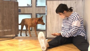 浜口京子、独特のふれあい方で人におびえる保護犬たちに次々奇跡