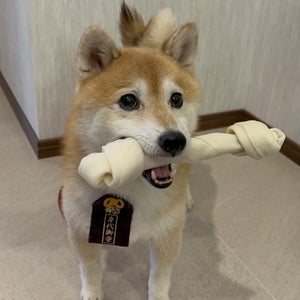 『ナンバMG5』柴犬がクランクアップ　間宮祥太朗のプレゼントに「ワン!」