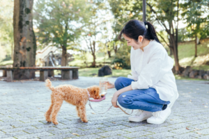 愛犬家の6割が「犬の熱中症を疑った経験あり」-どんな対策をしている?