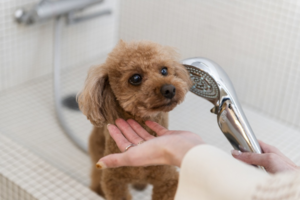 ReFa×レジーナリゾート箱根雲外荘、愛犬と一緒にキレイになる宿泊プラン予約受付中