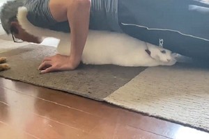 もし猫が筋トレのコーチだったら…