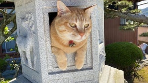 【ひょっこり】石灯篭から突如現れた猫神様。その神々しいお姿に「でらかわいい」「サイズぴったり」「ありがたや〜」の声