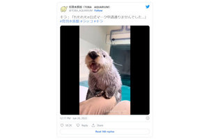 鳥羽水族館のラッコ、Twitterの公式マークが貰えず激怒する