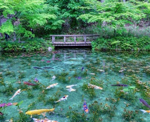 【涼やか】名画から飛び出してきたかのような岐阜県の“モネの池”が美しすぎる! -「訳がわからないほどの美しさ」「浄化される…」